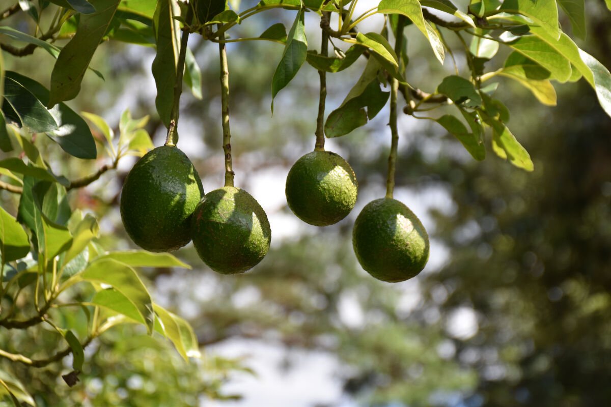 TravelBloggerZA's tweet photo. Kuhestan Organic Farm in the #Magoebaskloof - stay on a fruit farm to unwind
https://t.co/X3ztxDThId https://t.co/CcSSSTEULY