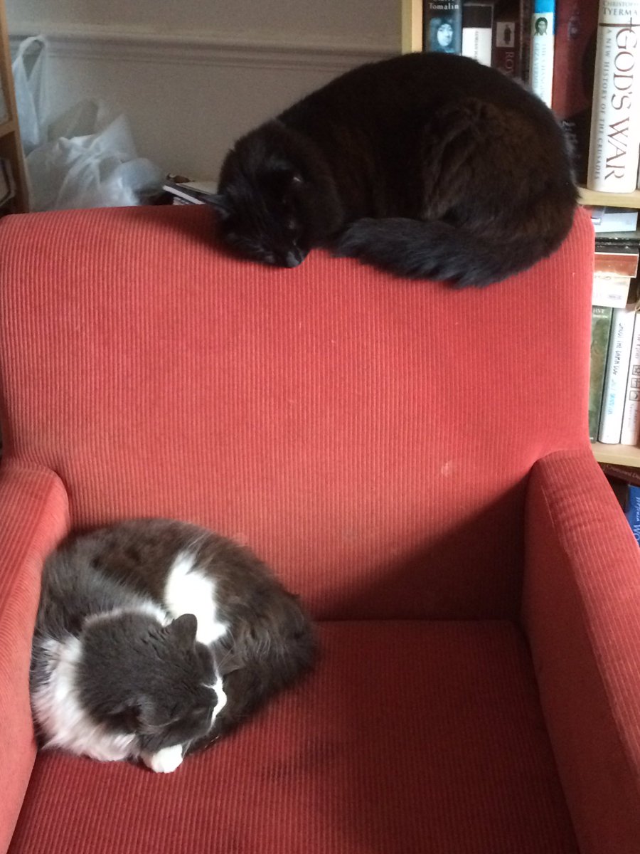 vicarsteve's tweet photo. When the dogs are away Figaro and Phillipa take the best seats https://t.co/zshxcnqzrY