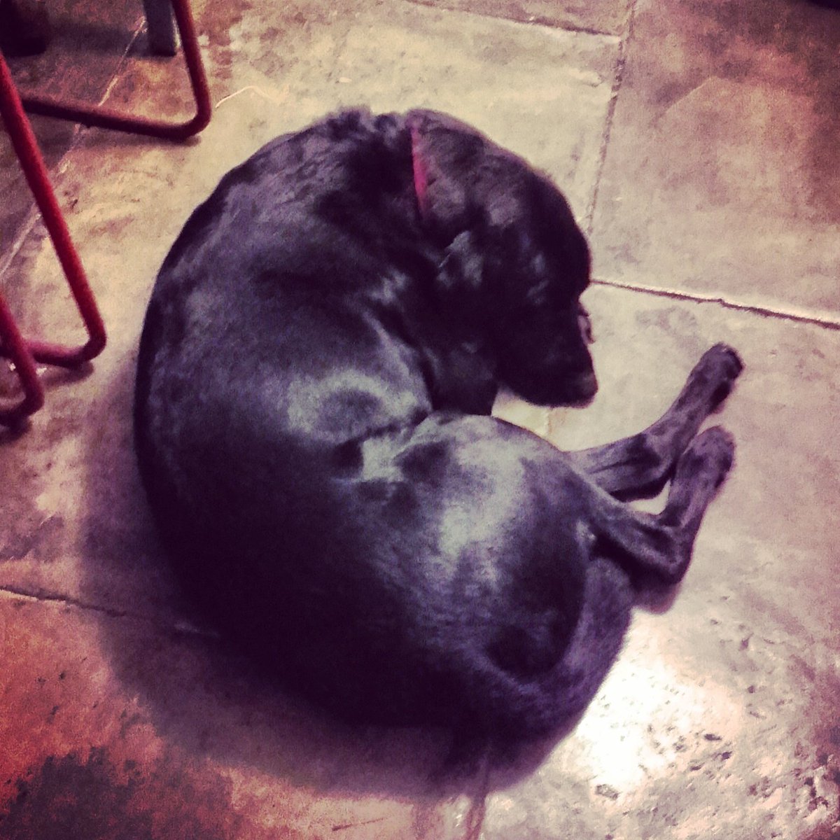 GreyBentos's tweet image. My assistant has perfected customer service! #StanleyTheLabrador  #SleepsAllDay