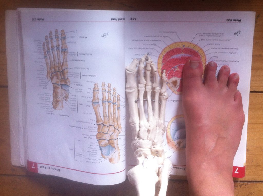 lou_coleman's tweet photo. Text book. Plastic skeleton. Me. Or you, if you're coming this afternoon. #functionalfeet https://t.co/zuIAd0A90D