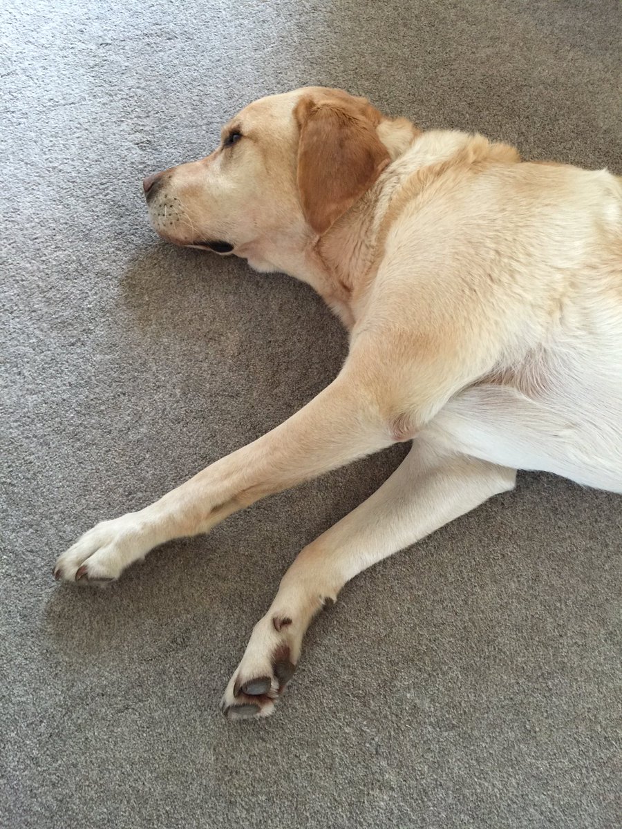 marktodman's tweet photo. @DurhamCityRFC important rest time before the match #prematchroutine https://t.co/lhI2tEqPrW