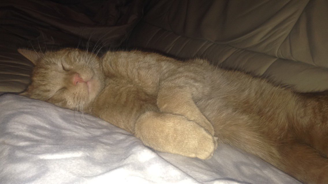 skyysteph's tweet photo. I wonder what he dreams of? #LoveYourPetDay #supervet @edsheeran @DeirdreMcStoker https://t.co/OayRfFdbJy