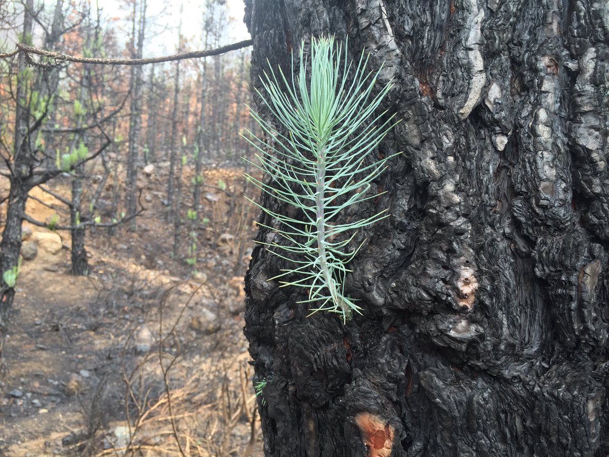 IgnacioGarciaGT's tweet photo. The beauty of fire,possibly the best fertiliser of the forest+the strong Pinus canariensis #BotanyFieldTrip TENERIFE https://t.co/sNoLVuVgoo