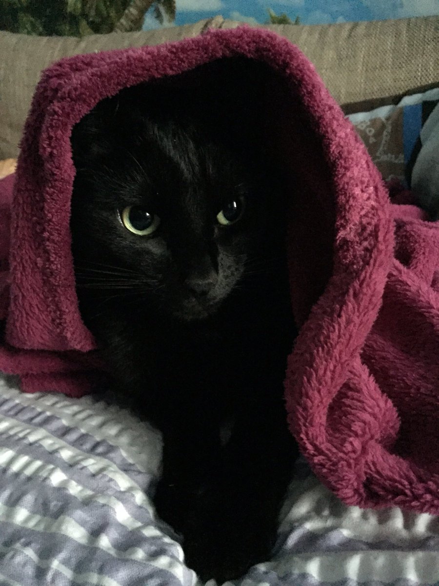 LittleMissSusi's tweet photo. #Sauwetter draußen #Kuschelkatze drinnen #LiebeDeinHaustierTag https://t.co/Xy9diBANEi