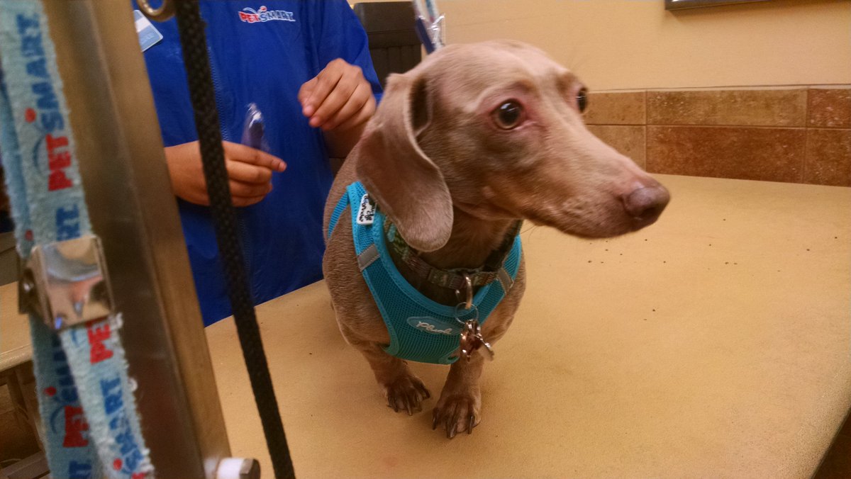 Petsmart2187's tweet photo. Alice came in with Ruby for #teethbrushing. #PetDentalHealthMonth #socute #cuties https://t.co/OdOCCxAbeY