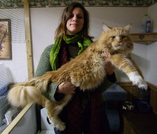 SoCuteKittens's tweet photo. dog sized cats... https://t.co/sfJkHQD3oQ