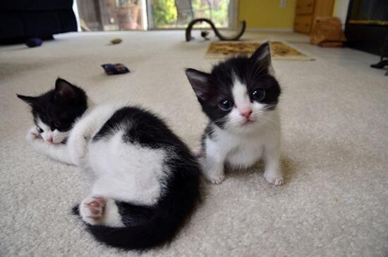 SoCuteKittens's tweet photo. Keep quiet, my mom is sleeping https://t.co/f6aBS2GABb