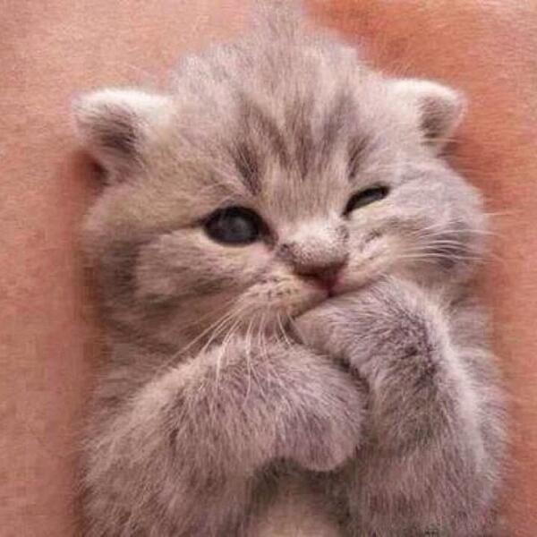 SoCuteKittens's tweet photo. Warning Cuteness Overload! https://t.co/8aHwAKkRki