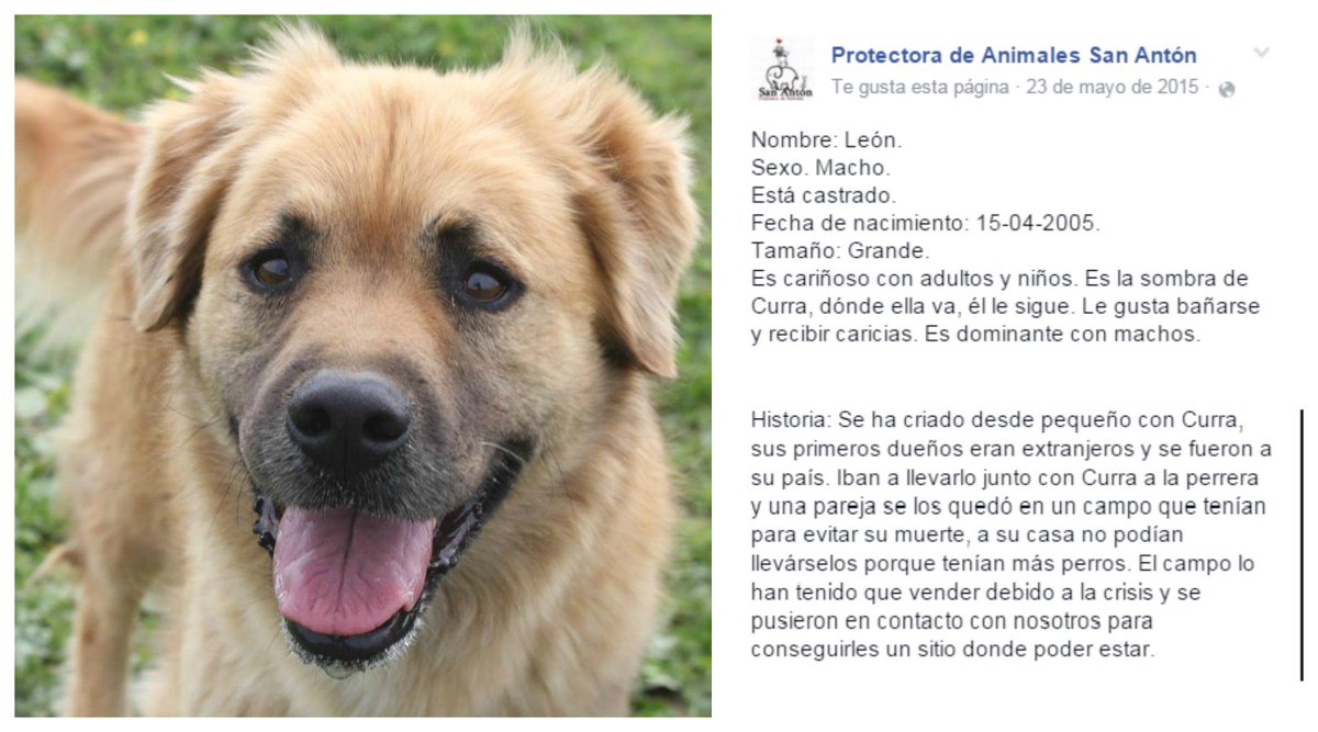 Protectora San Antón tweet media