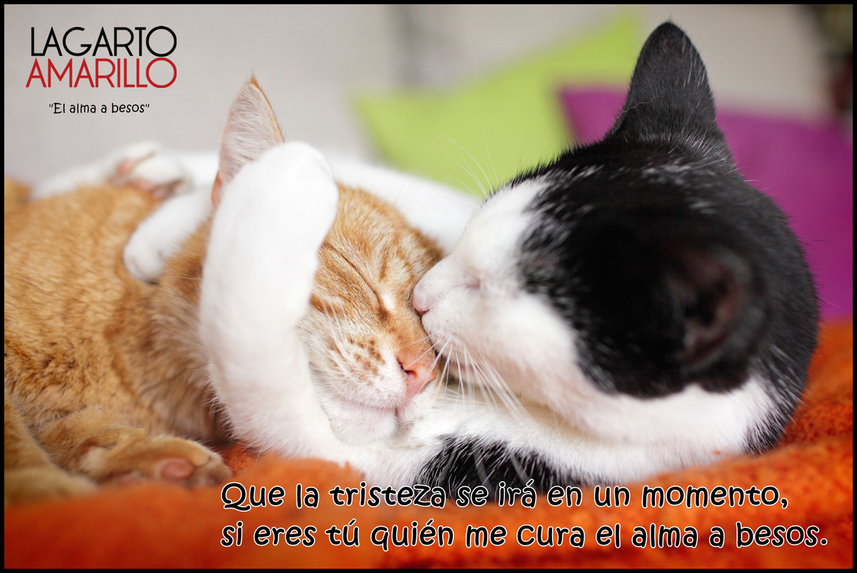 PabloMoraNorte's tweet photo. 【Que la tristeza se irá en un momento,
si eres tú quién me cura el alma a besos 】🎶

#DiaInternacionalDelGato 😻 https://t.co/wfYEO22bZo