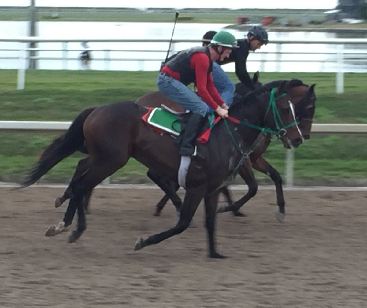 liamdbenson's tweet photo. I'm no @DRFLivingston but here's the best picture I got of Expected Ruler galloping this morning https://t.co/A8ESwujRLA