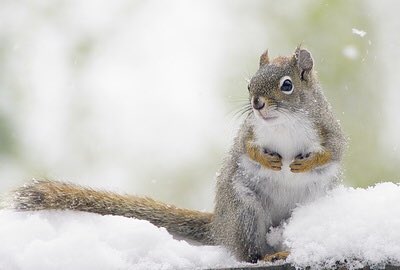 guelphws's tweet image. Good Morning Gryphons! It's currently 4 degrees but it feels like -1. We're headed for a high of 8!