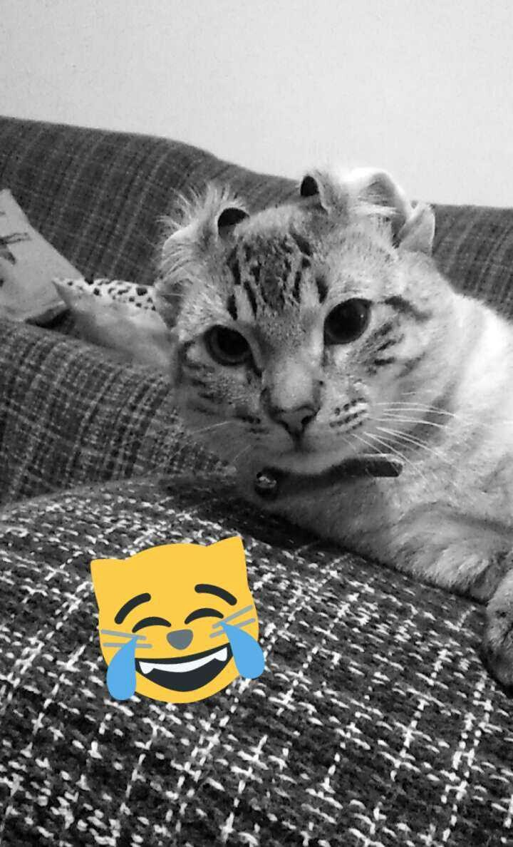 RLC_Rocio's tweet photo. #DiaInternacionalDelGato https://t.co/Wt3lejHkRU
