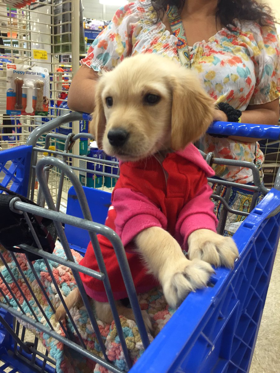 Thealiebee's tweet photo. So many cute puppies at 1742's #PuppyPalooza 🐶😍🐾 #cflpetm @joeyswalk @cfladamharrel @jeffedwards105 https://t.co/Eae8K5Dpe3