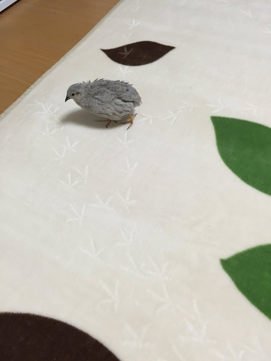 himeuzu's tweet image. カーペットに残っていくひめたんの足跡(*^_^*)