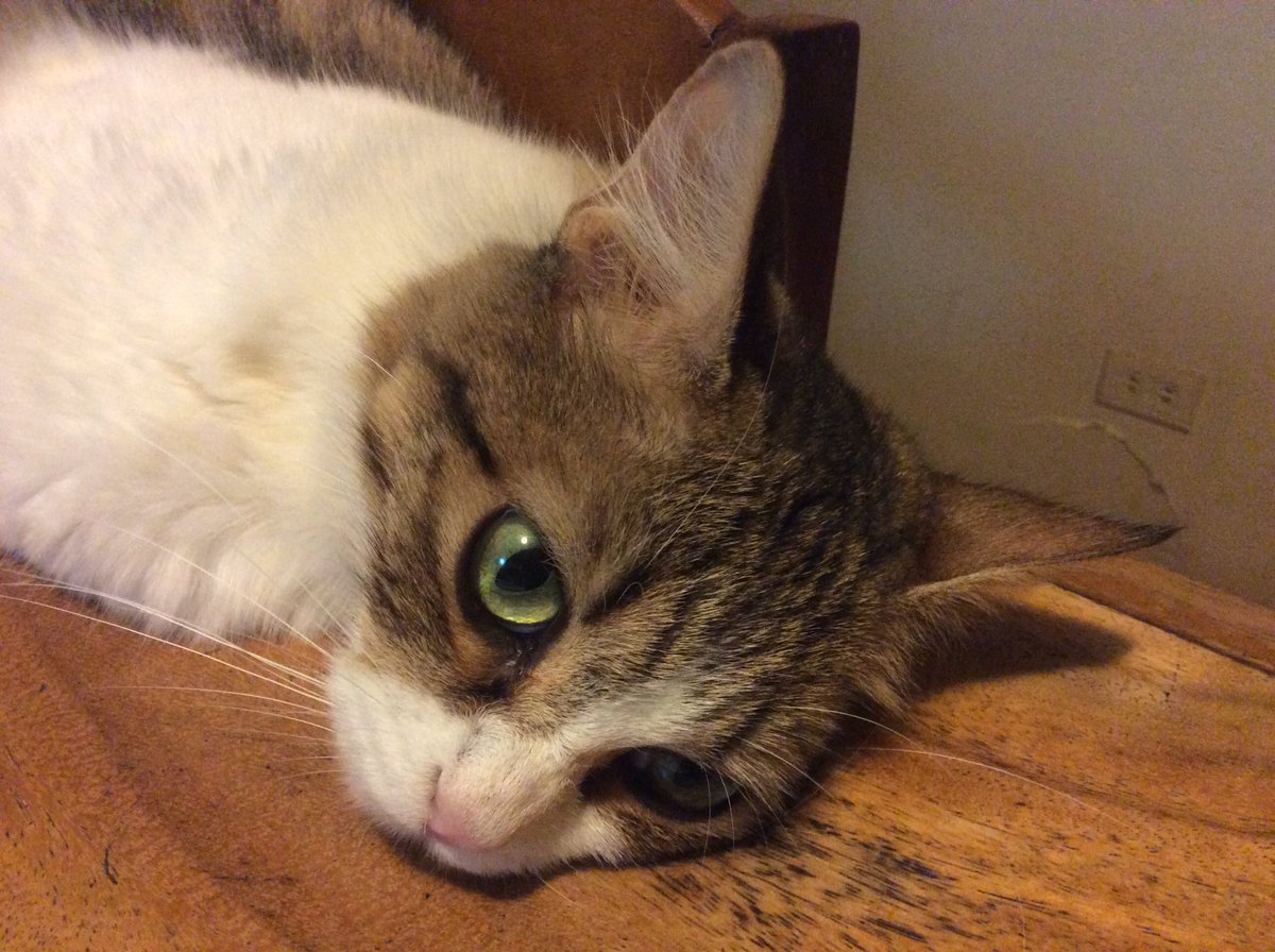 MeliLABO's tweet image. #DiaInternacionalDelGato