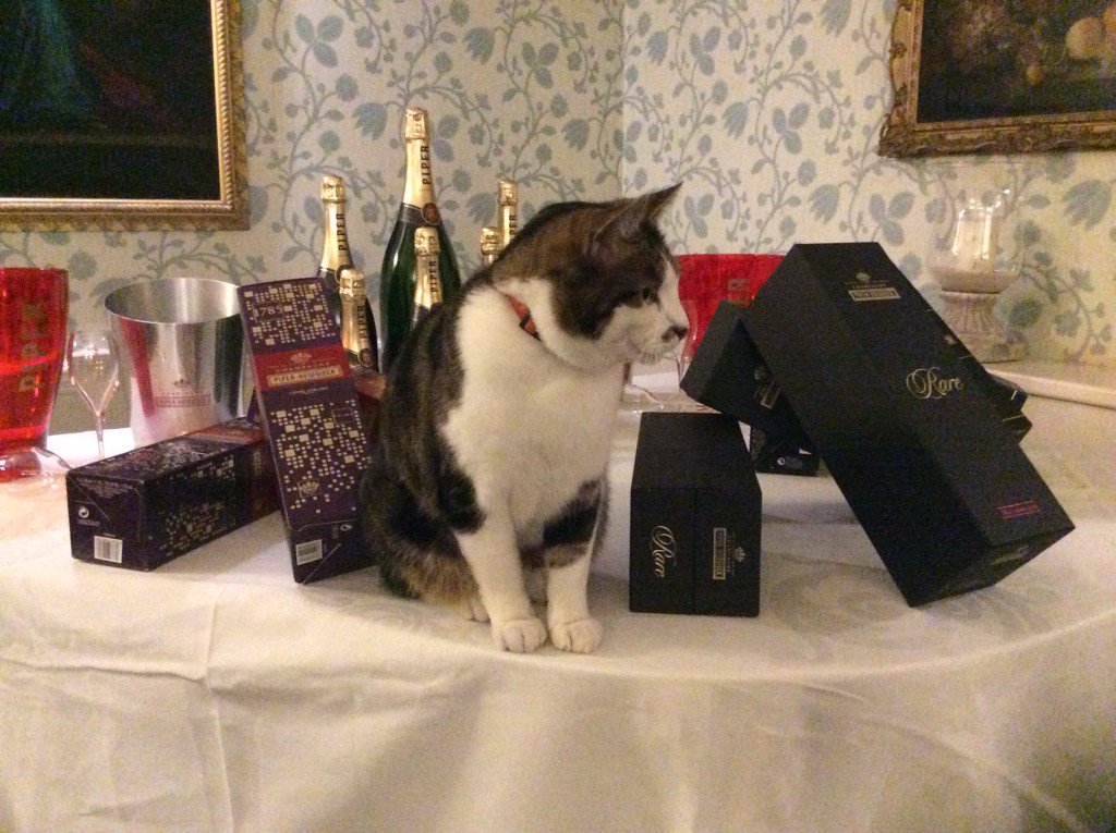 Balou, the Hotel cat attended the event briefing for last nights dinner <a href="/MiddlethorpeHal/">Middlethorpe Hall NT</a>!