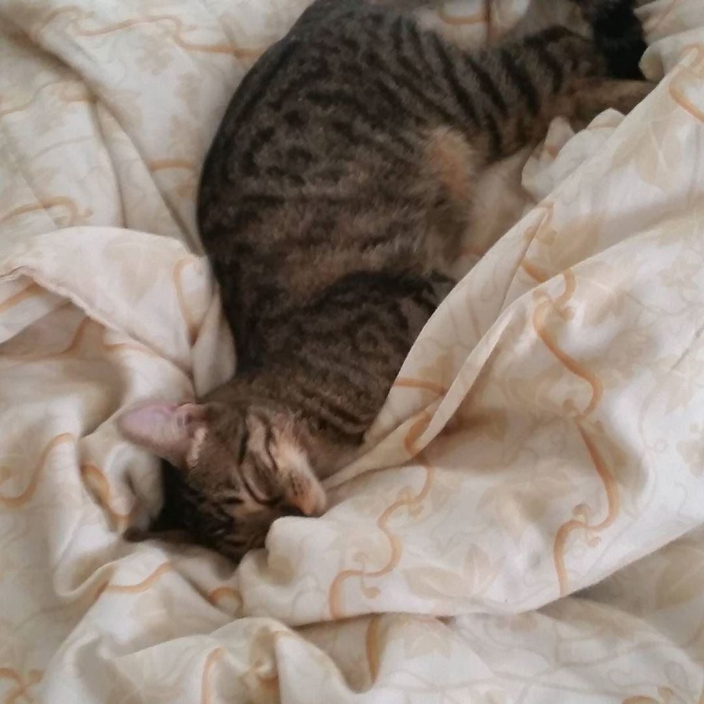 Chatchatcatcat's tweet photo. Aquela preguicinha de final de semana.. #catsofinstagram #instacat #instapet #ronrom #adoteumgatinho #aug by lala_c… https://t.co/3UEpf8Yu2j