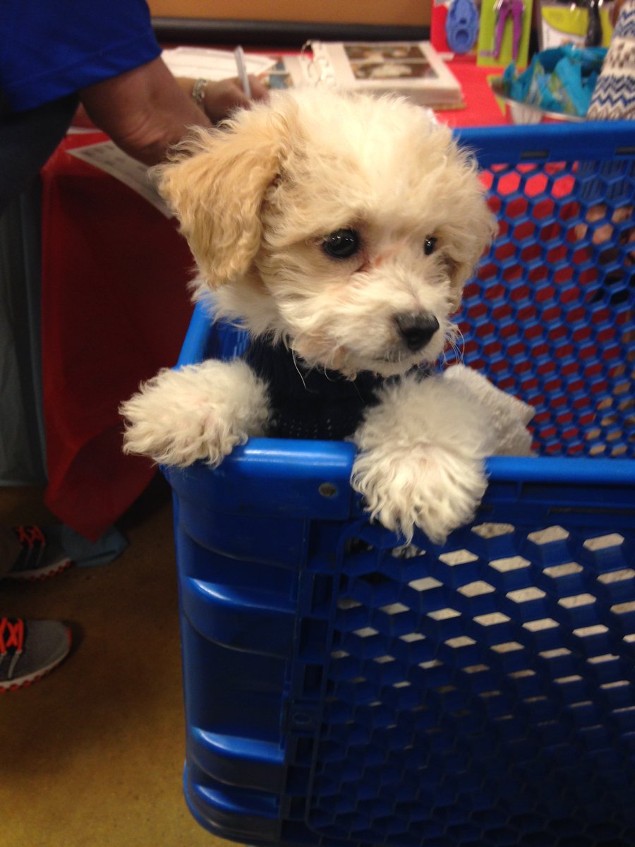Merlin is the first puppy attendee at our palooza!! #inspiredbypets #petsmartflemington