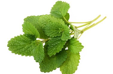 refletnature's tweet photo. La Mélisse pour une peau saine: cosmétique bio contre l'Acné, les dartres cutanées, rougeurs
https://t.co/8f1JHnD5eL https://t.co/KTZW2EbSUO