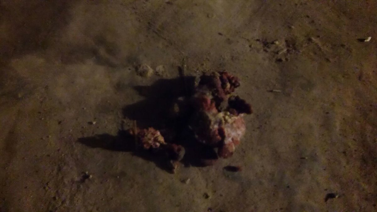 ARGGAassociacio's tweet photo. Avinyó alerta qui tingui gats i gossos ja algú que es dedica a posar verí als animals aneu en compte vigileu el nens https://t.co/8cUgjVDjlC