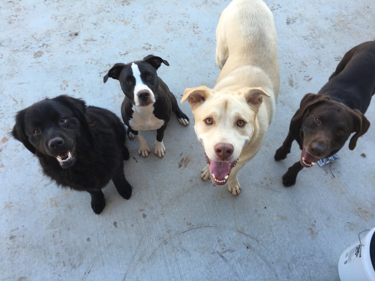 muttypawsinc's tweet photo. We celebrate #LoveYourPetDay every day at @muttypawsinc! https://t.co/clBuNHqZgC