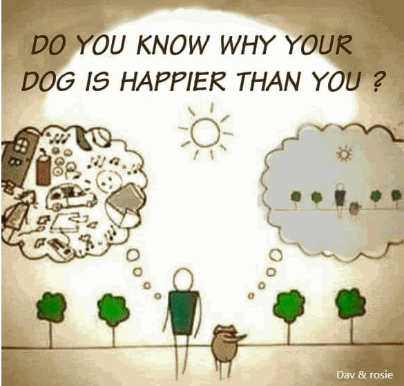 gheckelauthor's tweet photo. Stop and smell the roses, or, as a dog would have it, the pee on the roses. :-) https://t.co/e3iOFKAP0H