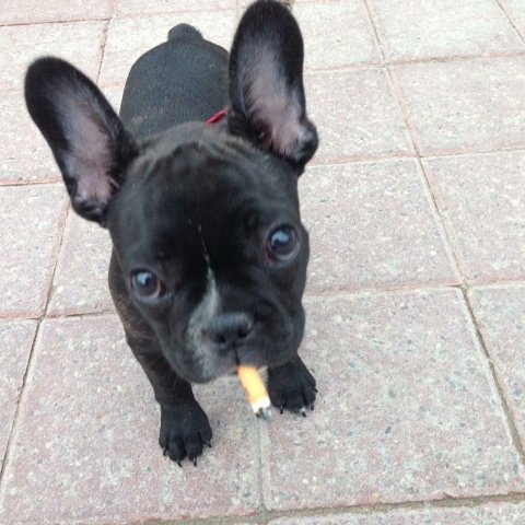 vetsplusmore1's tweet photo. If you pet is looking to stop.smoking #Vetsplusmore  can help. https://t.co/EBPImsoQHZ