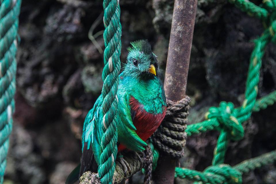 VertigoPolitico's tweet photo. "El Nido", por la preservación del #quetzal en México https://t.co/H1kjumLRVQ #TeRecomendamos https://t.co/Cemeg04dKb