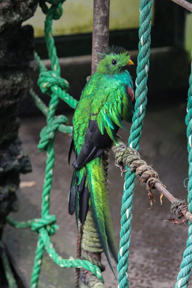VertigoPolitico's tweet photo. "El Nido", por la preservación del #quetzal en México https://t.co/H1kjumLRVQ #TeRecomendamos https://t.co/Cemeg04dKb