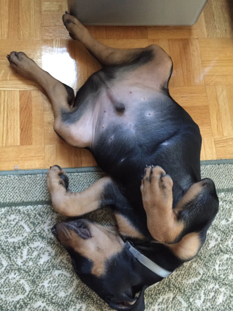 The way he sleeps 😫❤️🐶