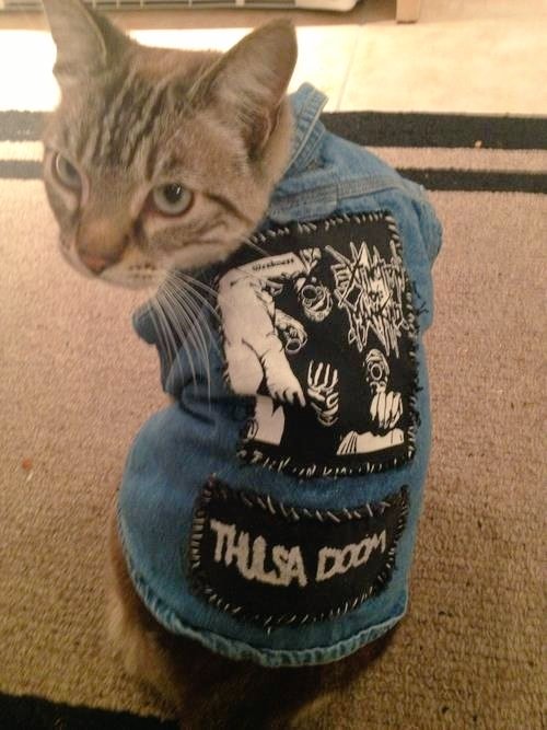 eldelchamber's tweet photo. Si tuviera un gato, sería así, #GatoPunk👊🐱
#DiaInternacionalDelGato https://t.co/wmUOUClcav