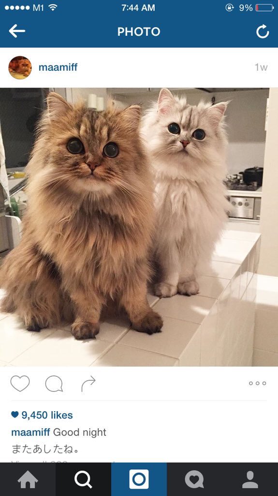 Princessofwifi's tweet image. cannot get over how adorable these 2 cats are 😻