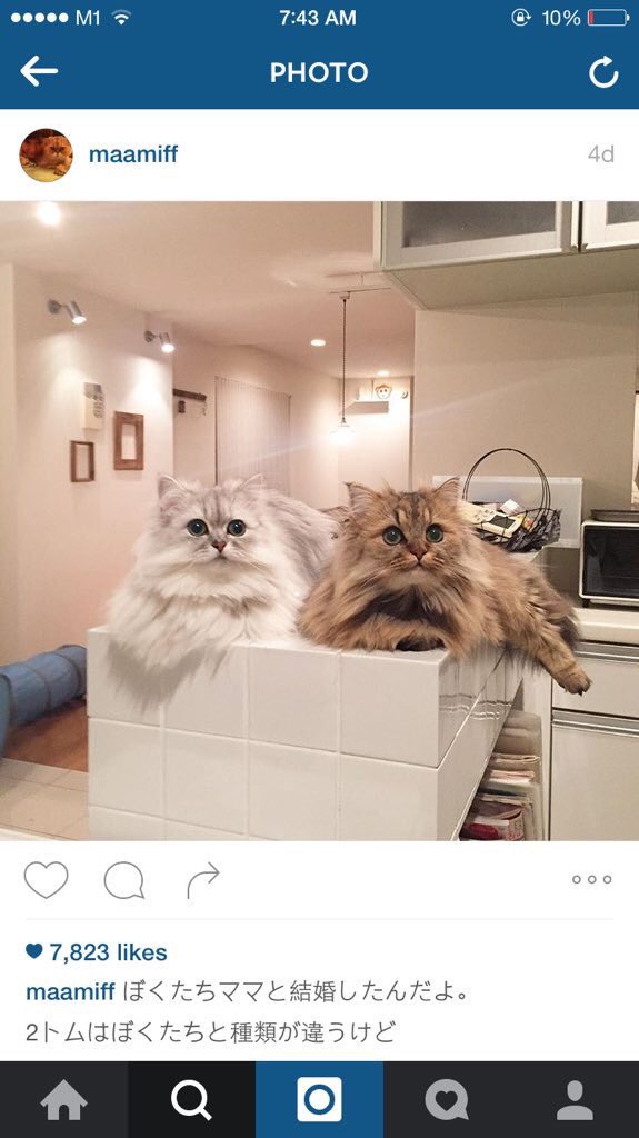 Princessofwifi's tweet image. cannot get over how adorable these 2 cats are 😻