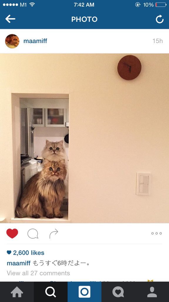 Princessofwifi's tweet image. cannot get over how adorable these 2 cats are 😻