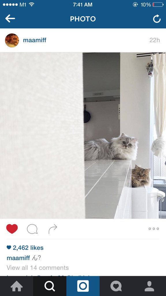 Princessofwifi's tweet image. cannot get over how adorable these 2 cats are 😻