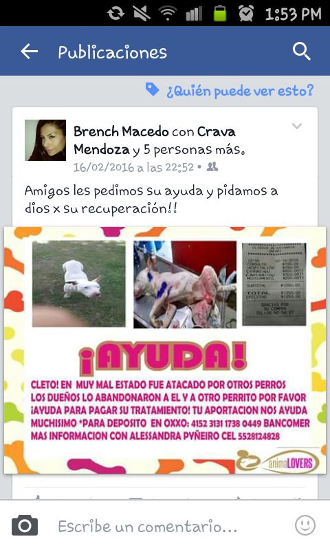asher_of_moon's tweet photo. @CuidandoHuellas d.f desierto d los leones 1 perrito muerto y otro herido.. se necesita ht para salvar al herido https://t.co/Jlw0q0VQNW