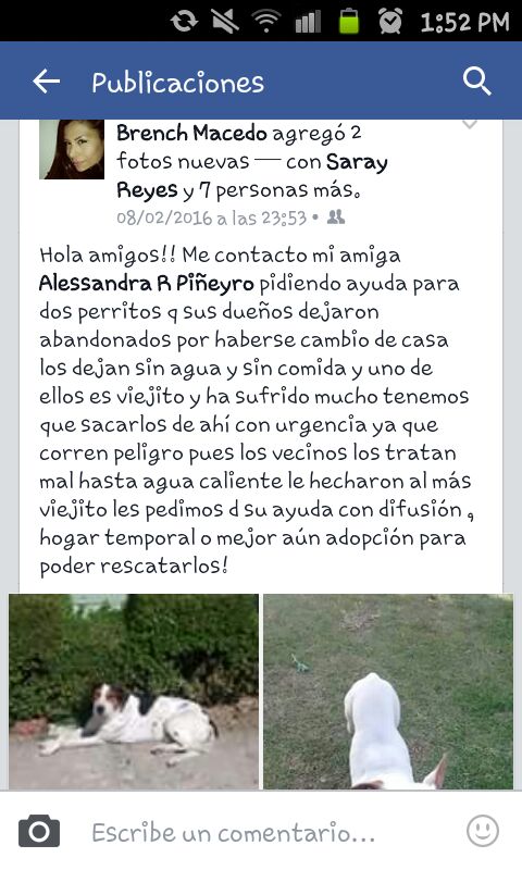 asher_of_moon's tweet photo. @CuidandoHuellas d.f desierto d los leones 1 perrito muerto y otro herido.. se necesita ht para salvar al herido https://t.co/Jlw0q0VQNW