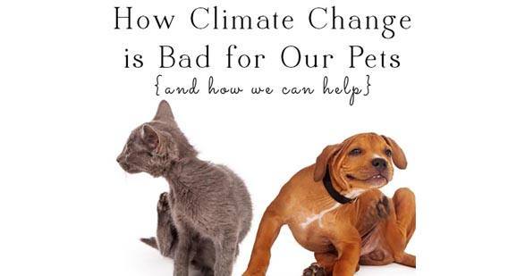 EcoWatch's tweet photo. 3 Ways #ClimateChange Impacts Our #Pets https://t.co/V0iM40838j @ClimateReality https://t.co/IJly8HWmFL