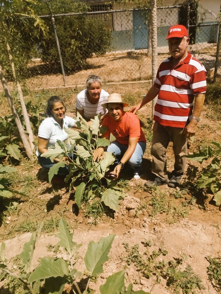 EdwinRojasM's tweet photo. Hoy en trabajo de siembra productiva  en Guarapiche/EdoSucre #SembrandoPatria @NicolasMaduro @TareckPSUV @dcabellor https://t.co/2jaSQWUyXM