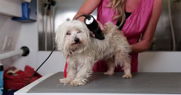 viralturn's tweet image. #AnimalRescueVideo #Bailet #CuteDog #DogForAdoption Homeless Dog Gets ... - viralturn.com/homeless-dog-g…