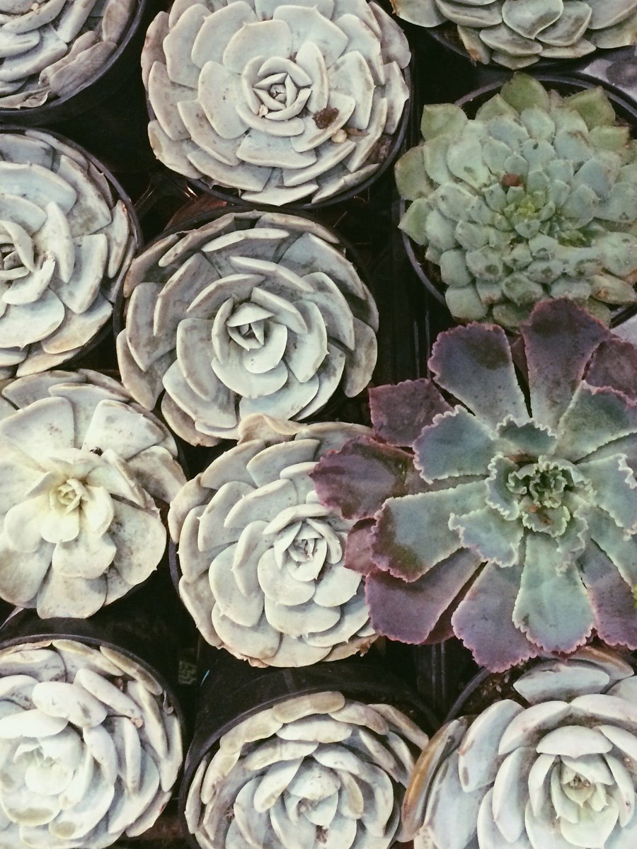 DIGNursery's tweet image. Cheers! RT @lorepatterson: Succulent Paradise, so much beauty @NWFGS with @DIGNursery #urbangarden #nwfgs