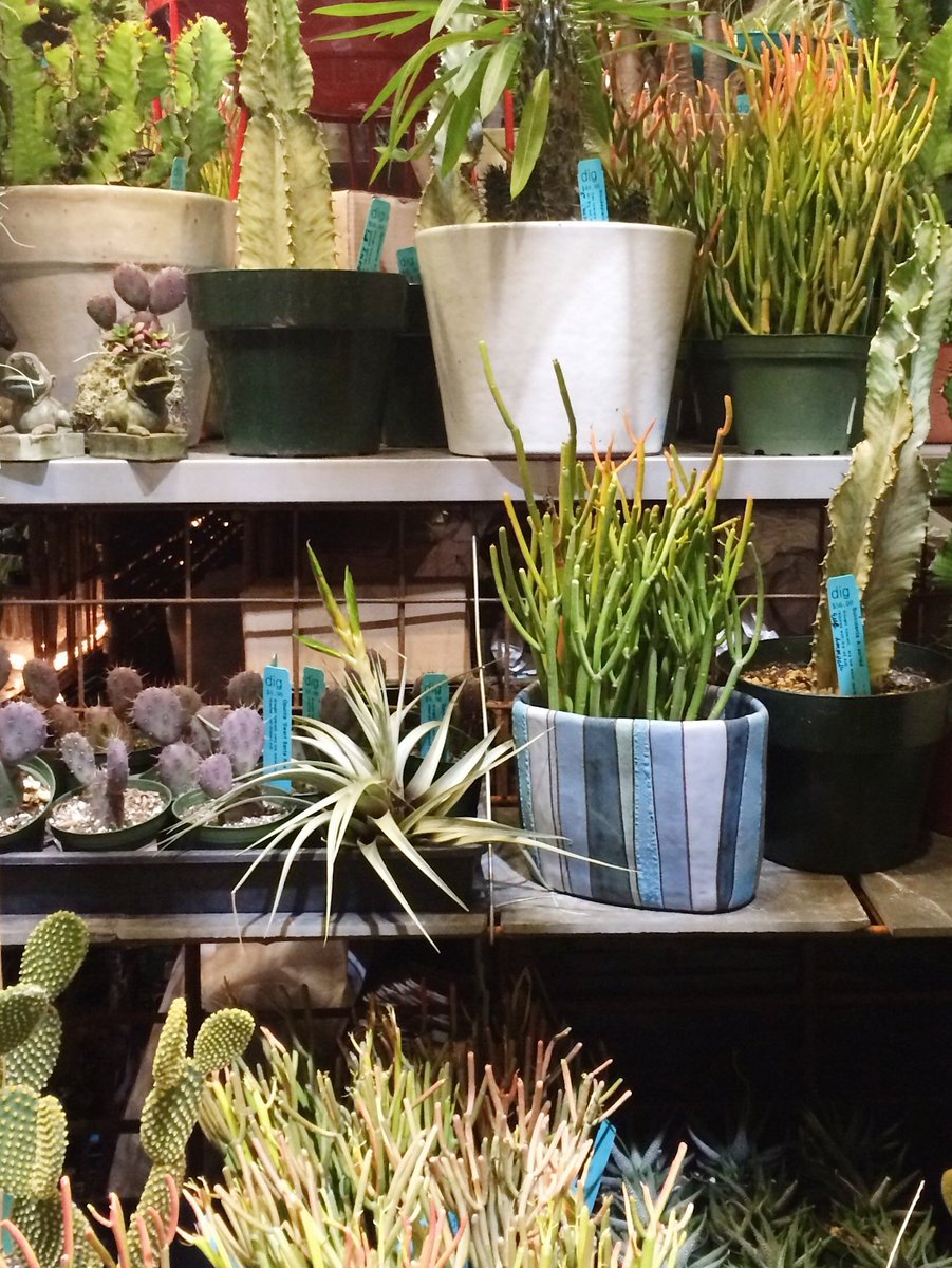 DIGNursery's tweet image. Cheers! RT @lorepatterson: Succulent Paradise, so much beauty @NWFGS with @DIGNursery #urbangarden #nwfgs