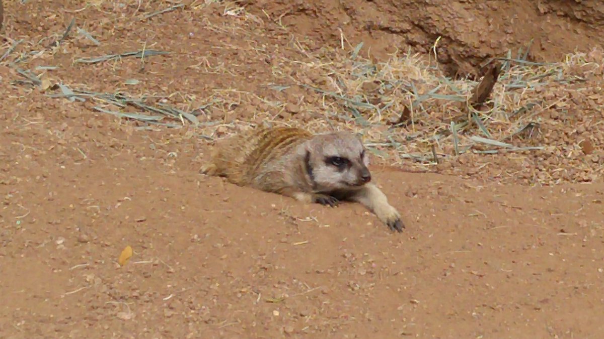 powermultisport's tweet photo. Apparently, meerkats are a lot like house cats. #lazy #iseatx2016 https://t.co/K0NvHaFEXp