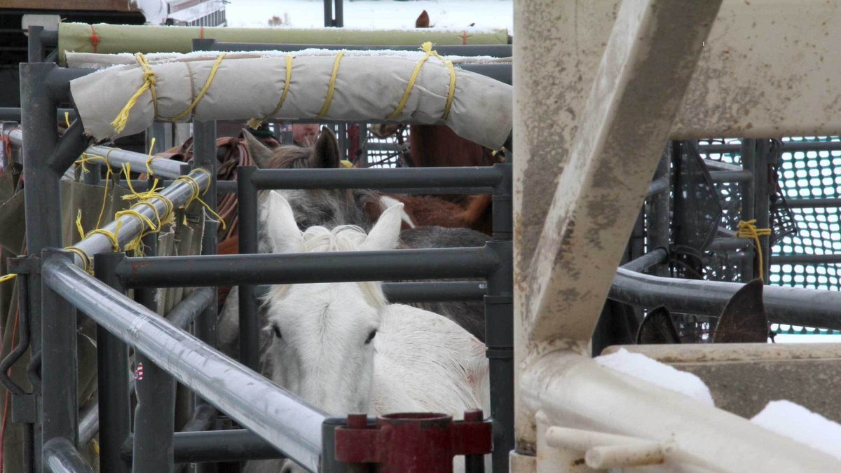 Whippenz's tweet photo. .@POTUS & 🇺🇸 Congress
Close 2017 Budget Loopholes
🚫 #Horses & #Burows Sales 4 SLAUGHTER‼️
⏩https://t.co/xFaSKmiToM https://t.co/4KprnIsRo0