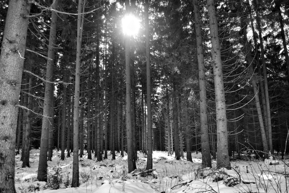 marcelajirkova's tweet photo. Tip na výlet #frydava - #vitkuvhradek #sumava ta pravá i se sněhem, který chybí #jiznicechy #Nikon #zrcadlovka https://t.co/Jzq5dpkU1p