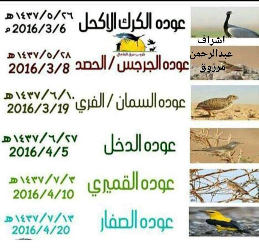 جدول موسم الطيور