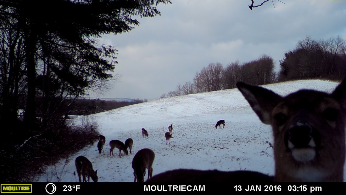 pbiabamrak's tweet photo. @GoHuntPAMoment #MyGoHuntPAMoment! deer version of a selfie https://t.co/xw6HTDXkLP