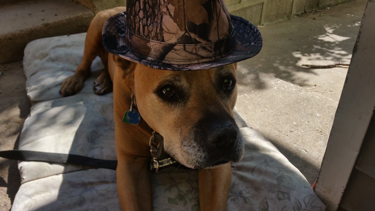GoHuntPAMoment's tweet photo. Victoria Barker's pup was prepared in a camouflage hat for hunting! #HuntingHelpers #MyGoHuntPaMoment https://t.co/cIn0wwqhy6