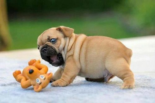 Razas de perros tweet media